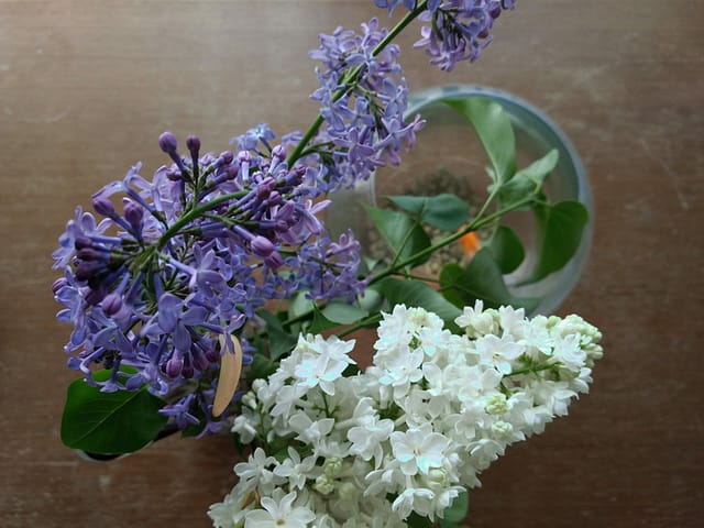 Lilac and White Lilac Flowers